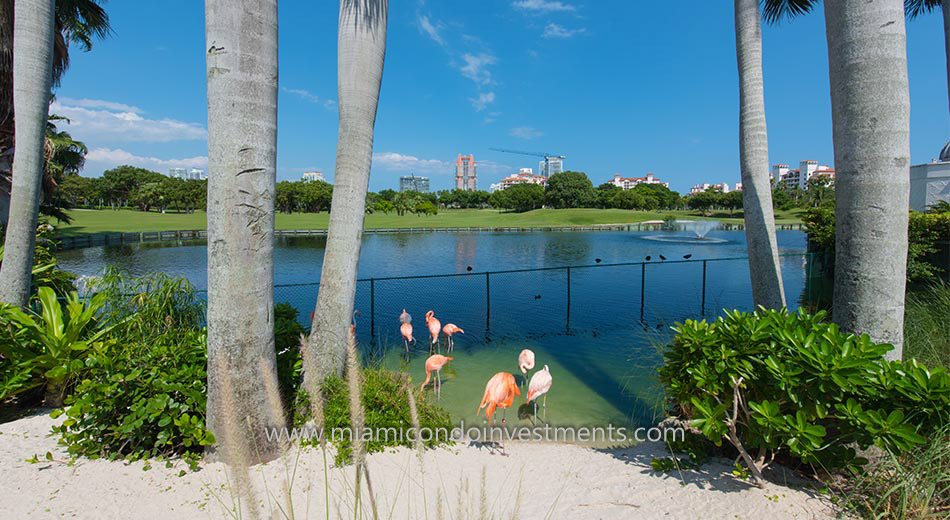 Flamingos on Fisher Island