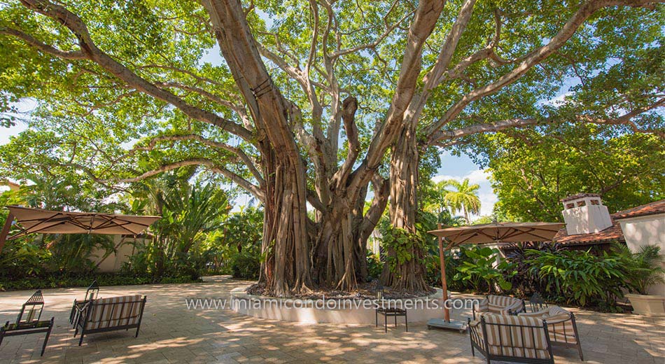 banyan tree located in the courtyard on Fisher Island