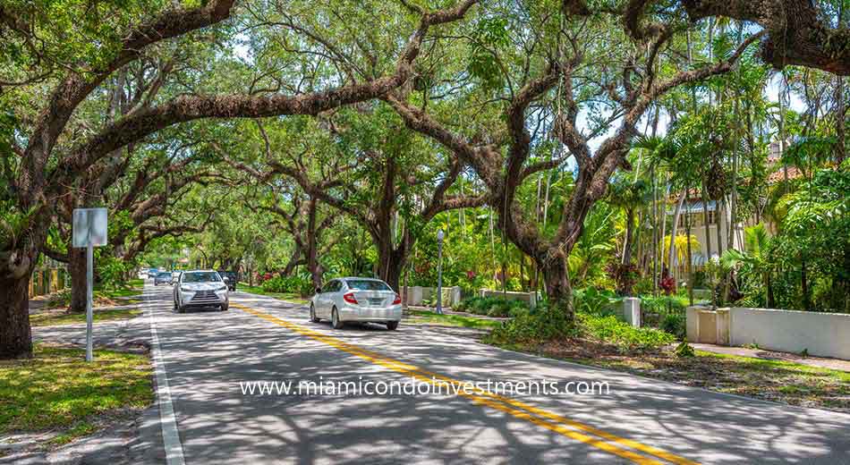 Banyan Trees on Coral Way in Coral Gables